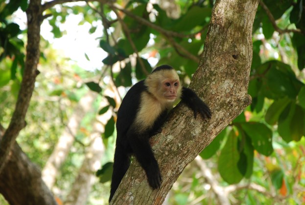 monkey, Costa Rica