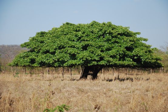 guanacaste, Costa Rica