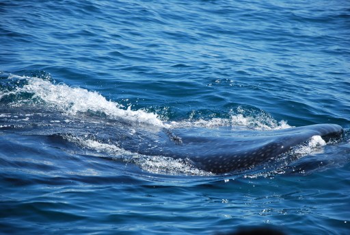 whale shark, Holbox, Mexico whale shark, Holbox, Mexico