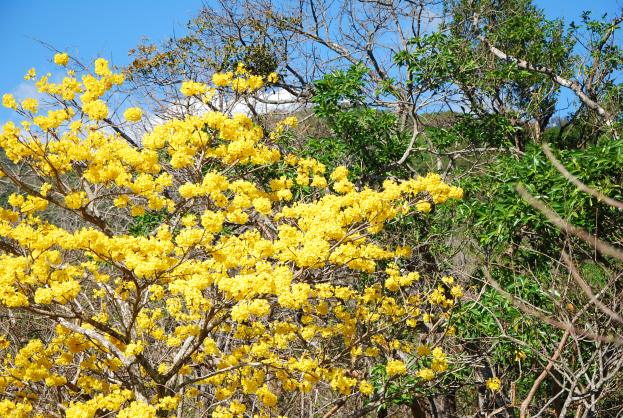 Rincon de la Vieja, Costa Rica