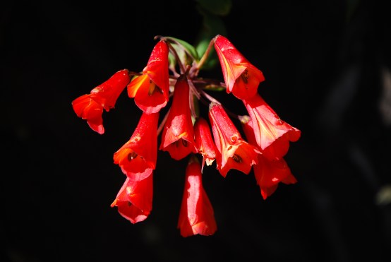 Chirripo flowers, Costa Rica