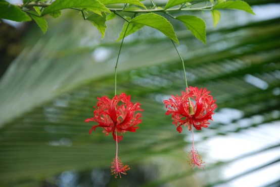 Tortuguero flowers, Costa Rica