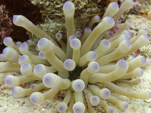 diving in Cozumel, Mexico