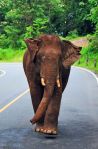 elephant Thailand