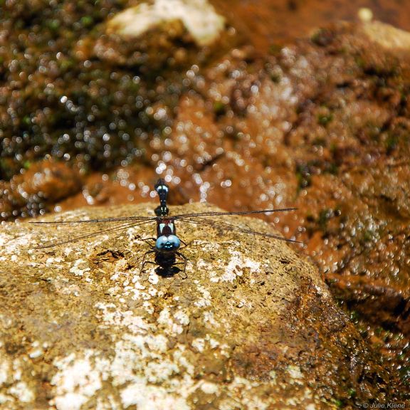 dragonfly ecuador, bokeh