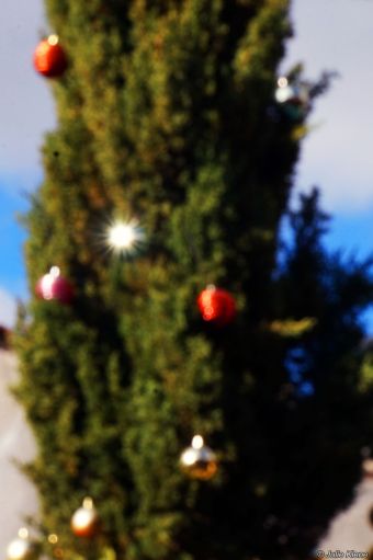 San Cristobal tree, bokeh