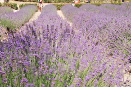 lavender field, France