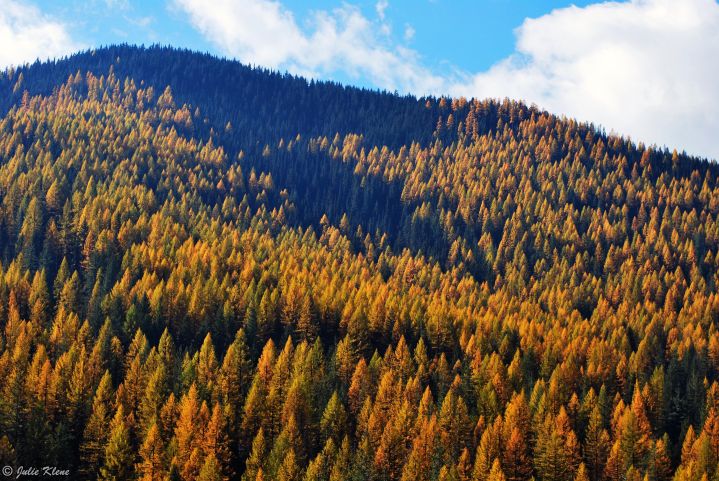 fall colors, on the road to Oregon, USA