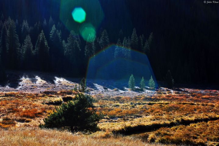 Moose at Piney Lake, CO, USA