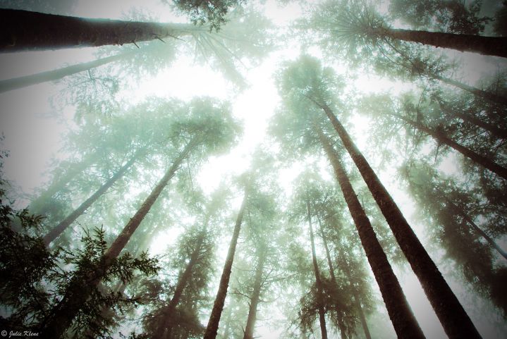Rainforest, La Push, WA, USA