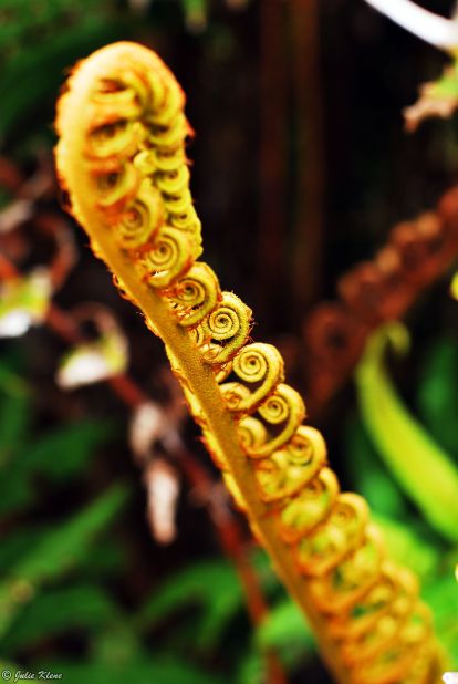 Chiloe Nat. Park, Chile