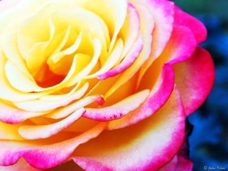 Washington Park International Rose Test Garden, Portland, OR, USA