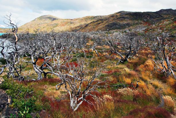 2 years after the fire, TdP, Chile