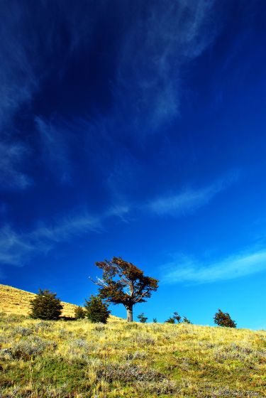 La Olla lone tree, Puerto Natales, Chile