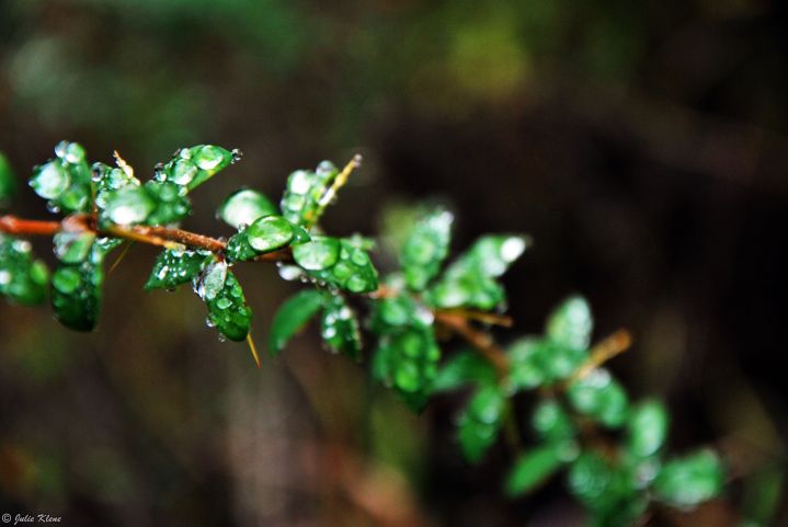 mountain dew, El Bolson, Argentina
