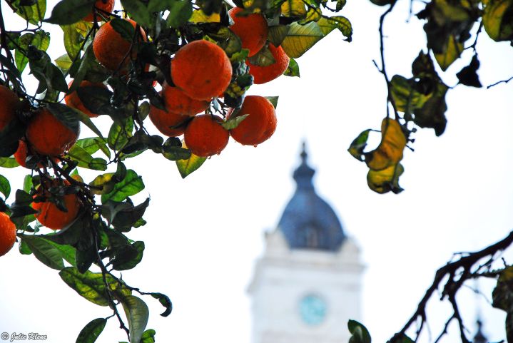 orange trees in La Plata, Argentina