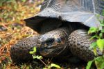 giant tortoise, Galapagos islands, Ecuador