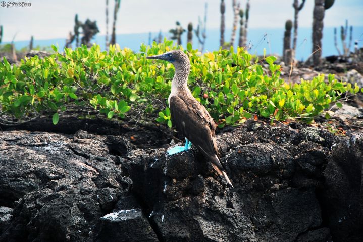 blue-footed booby, Galapagos islands, Ecuador