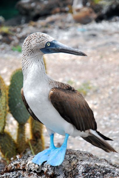 blue-footed booby, Galapagos islands, Ecuador