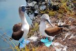 blue-footed booby, Galapagos islands, Ecuador