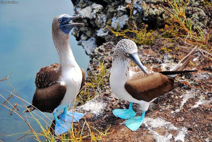 blue-footed booby, Galapagos islands, Ecuador