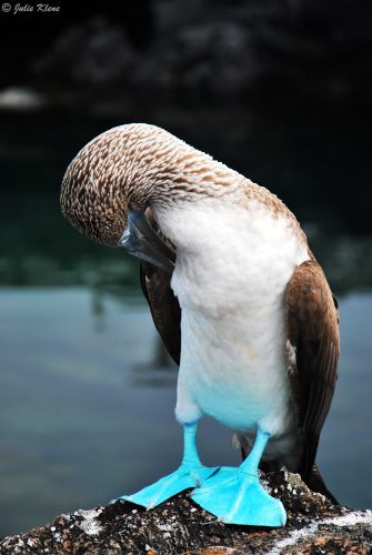 blue-footed booby, Galapagos islands, Ecuador