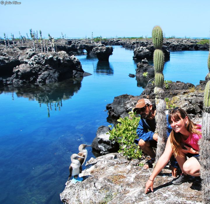 blue-footed booby, Galapagos islands, Ecuador