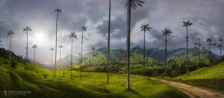 Wax Palms of Salento, Colombia by Clint Burkinshaw