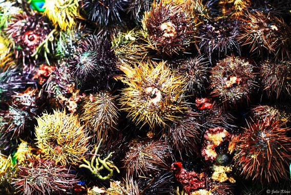 swarm of sea urchins, Aix-en-Provence, France