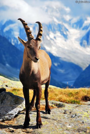 Chamois, Chamonix, France