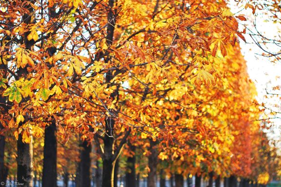 Jardin des Tuileries, Paris, France