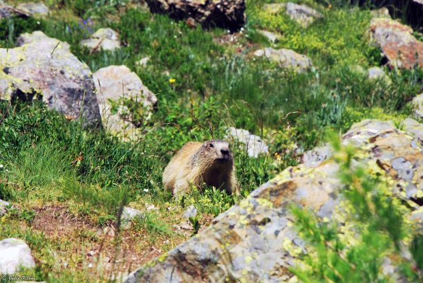 Marmot on Lac du Combeynot hike, Briançon, France