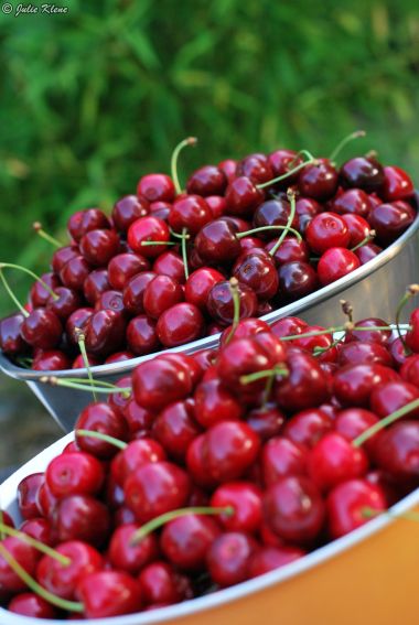 Cherry time, Normandy, France