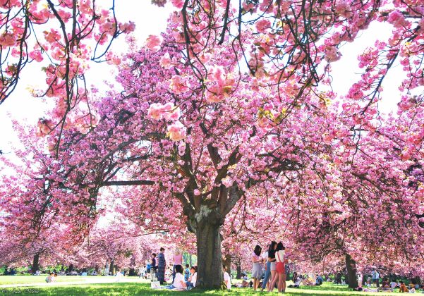 Cherry trees, Parc de Sceaux, Paris, France