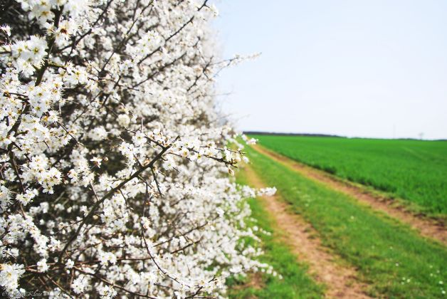 GR13, Souppes-sur-Loing to Dordives, Paris, France