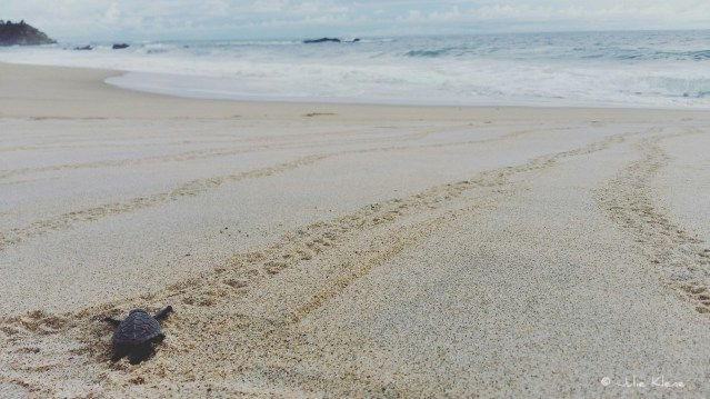 Sea Turtle Camp Vive Mar, Playa Bacocho, Puerto Escondido, Mexico