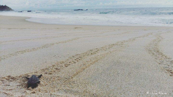 Merciiiiiii pour les Océans, les Tortues & Sea&nbsp;Shepherd!