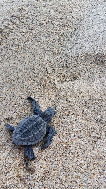 Sea Turtle Camp Vive Mar, Playa Bacocho, Puerto Escondido, Mexico