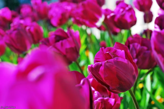 Confinement J26, Paris, France