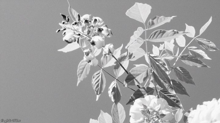 Projet Confinement, Jour&nbsp;49