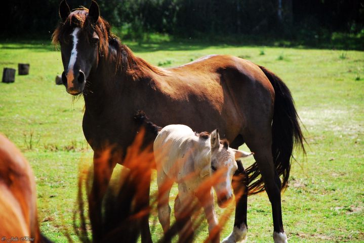 La Légende de Tara: Reconnexion avec soi-m&rsquo;aime grâce aux chevaux, en LSF et/ou&nbsp;français