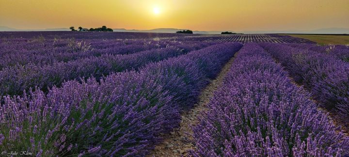 Crépuscule sur les champs de lavande de&nbsp;Valensole